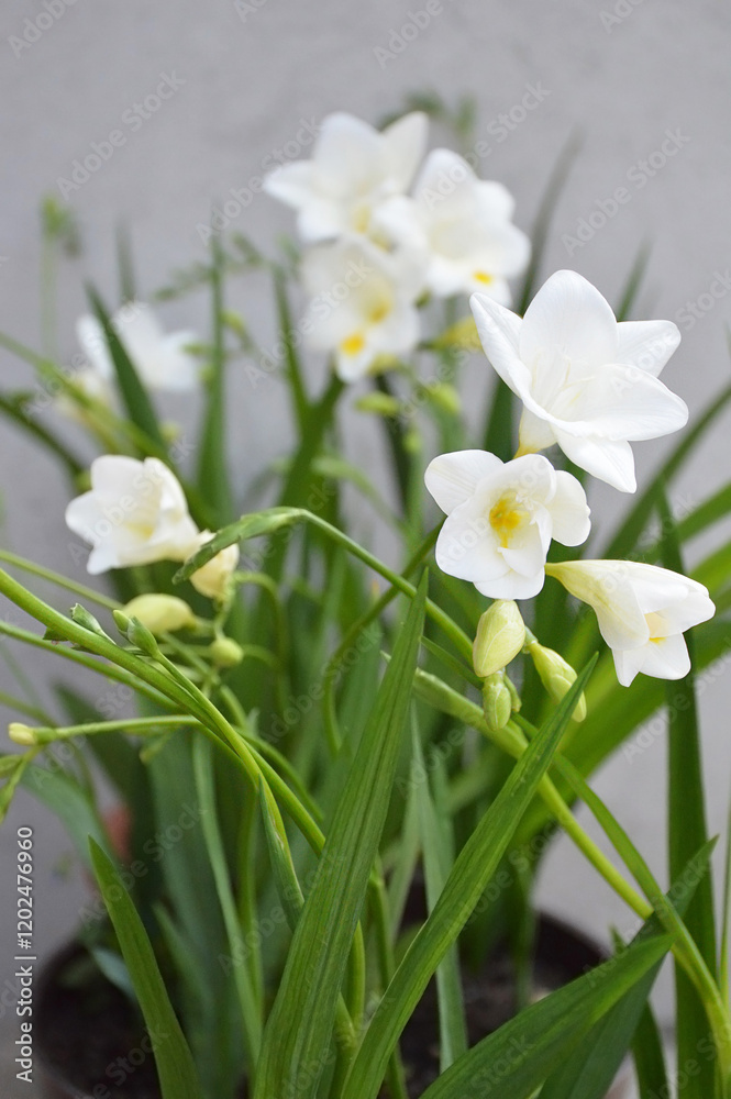 White freesia flowers in flowerpot