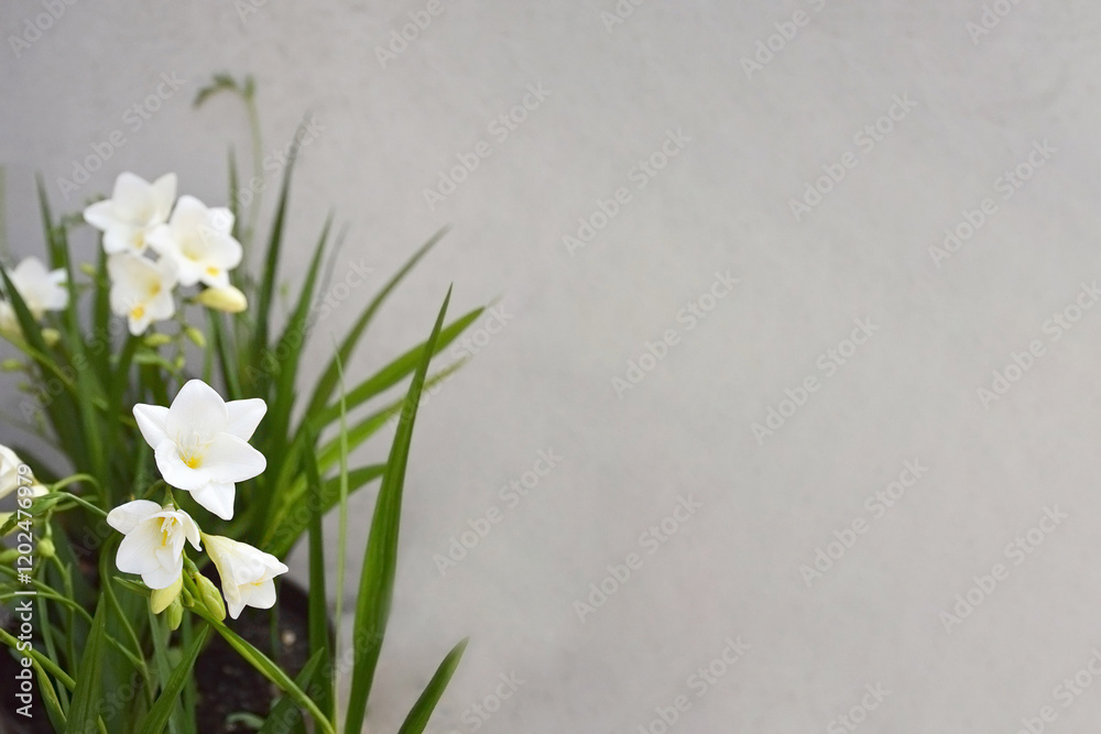 White freesia flowers on grey background with copy space White freesia flowers on grey background with copy space