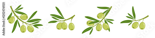 Green olives with leaves. Set of olive tree branches. Ripe fruits of natural plants. Botanical decorative elements. Food product sketch. Vector illustration.