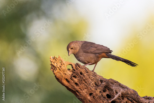 Canyon Towhee, Pima County, Arizona. photo