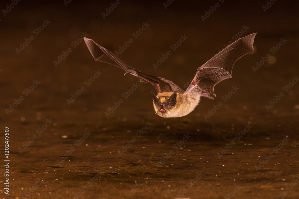 Long-eared Myotis skimming pond for a drink, Pima County, Arizona.