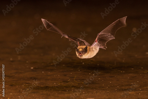 Obraz na płótnie Long-eared Myotis skimming pond for a drink, Pima County, Arizona. w salonie