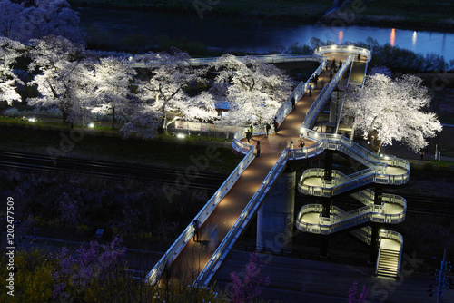 しばた千桜橋と一目千本桜（宮城県柴田郡大河原町）