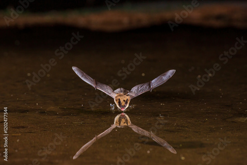 Long-eared Myotis skimming pond for a drink, Pima County, Arizona. photo