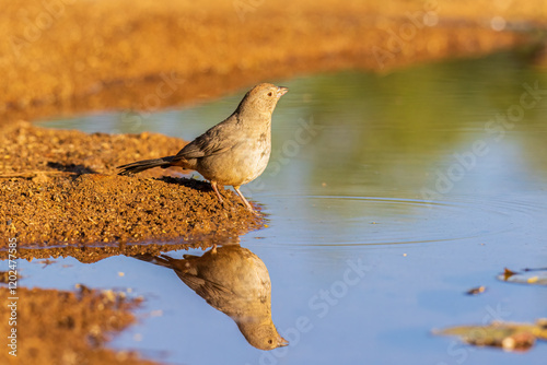 Canyon Towhee at water, Pima County, Arizona. photo