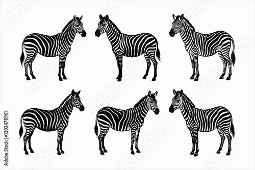 set of zebra animals vector illustration
