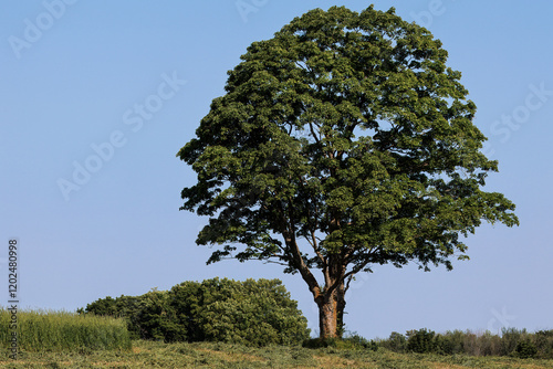 A lone tree full of green leaves, at the top of a hill in a freshly mowed hay field, with a clear blue sky background.