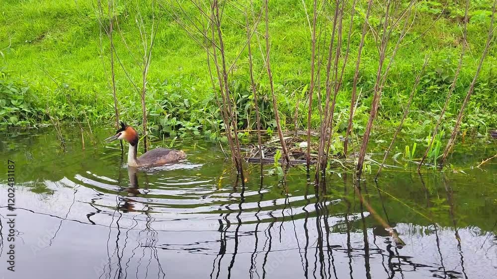 A serene riverbank scene showcases a bird interacting with its environment while surrounded by lush greenery and calm waters. The tranquil atmosphere invites appreciation of nature. A serene riverbank scene showcases a bird interacting with its environment while surrounded by lush greenery and calm waters. The tranquil atmosphere invites appreciation of nature.