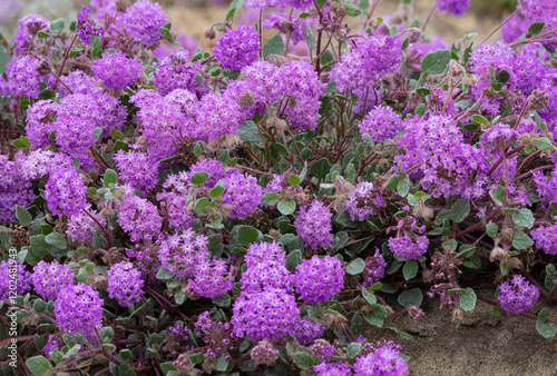 USA, California, Anza-Borrego Desert State Park. Close-up of purple sand verbena flowers. photo