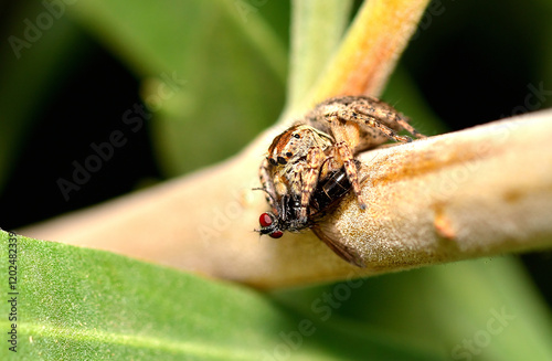 small jumping spider devouring a fly