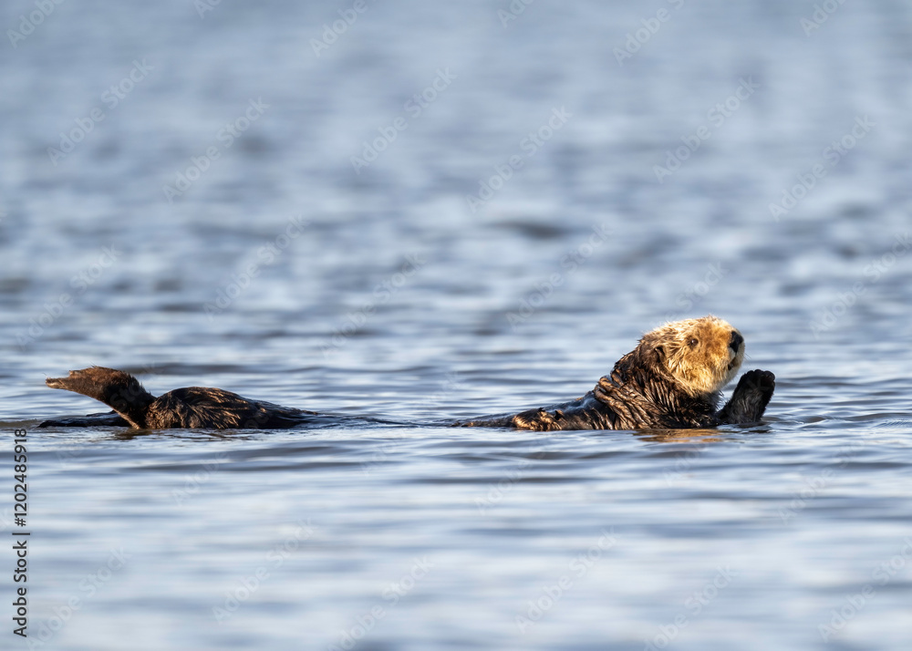 Fototapeta premium Sea Otter (Enhydra lutris) are marine mammals and the largest member of the weasel family, Endangered, Monterey, Bay