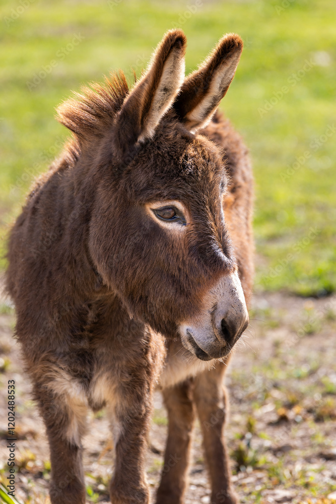 Fototapeta premium Donkey in Majorca, Mallorca, Balearic Islands, Spain, Europe