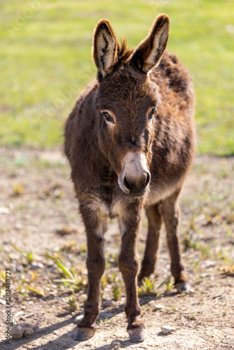 Donkey in Majorca, Mallorca, Balearic Islands, Spain, Europe