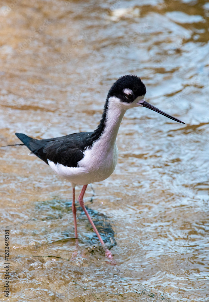 Obraz premium USA, California, Monterey. Black necked stilt