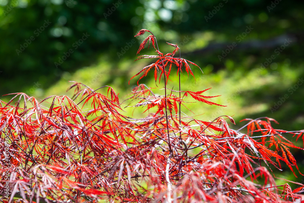 Amazing red leaves of Japanese maple in Albert-Kahn park Amazing red leaves of Japanese maple in Albert-Kahn park
