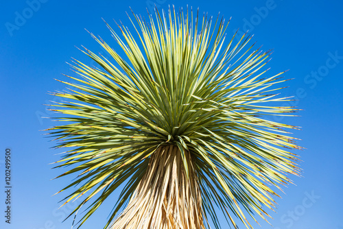 Indian Wells, California, USA. Large yucca plants in the desert. photo