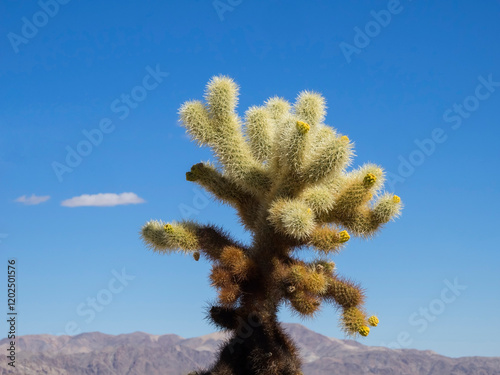 California, Joshua Tree National Park. Cholla Cactus Garden, teddy-bear cholla cactus close-up against blue sky photo