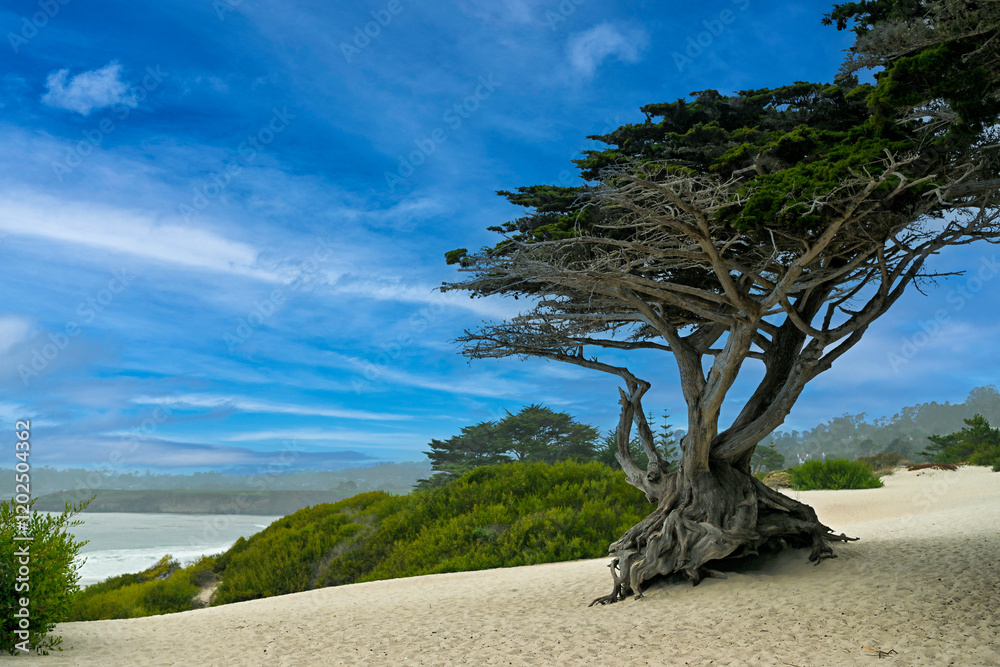 Monterey Cypress tree growing on Carmel beach in Carmel Bay on a beautiful blue sky day.