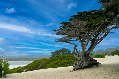 Obraz na płótnie Monterey Cypress tree growing on Carmel beach in Carmel Bay on a beautiful blue sky day. w salonie