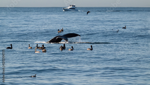 Whale fluke just entering the water with pelicans all around and a boat watching, in Monterey Bay, California. photo