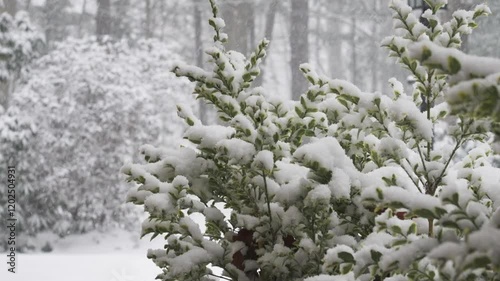 Plants slowly being covered by snowfall. photo