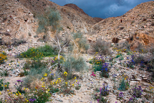 Fargo Canyon springtime wildflowers, California photo