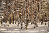 drzewa,park,zima 