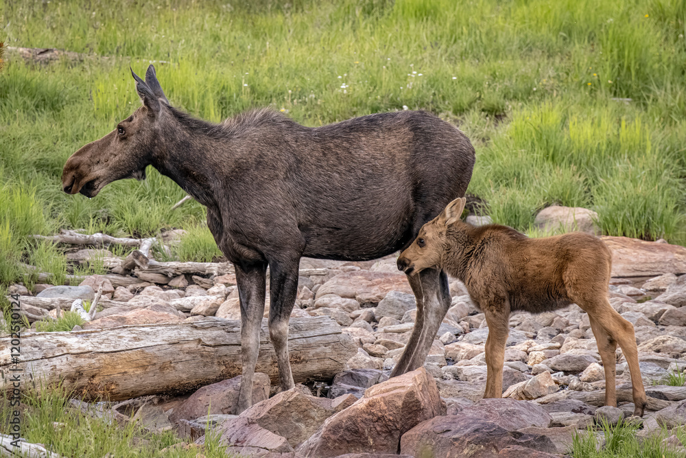 USA, Colorado, Cameron Pass. Female moose with calf. USA, Colorado, Cameron Pass. Female moose with calf.