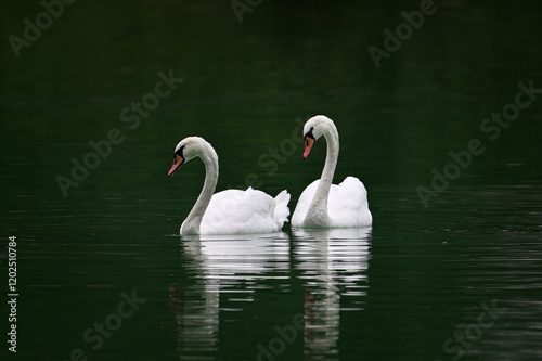 Fototapeta Naklejka Na Ścianę i Meble -  Two swans swimming in lake