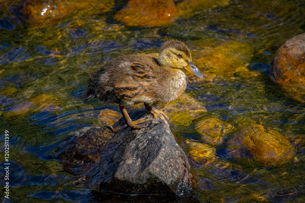 Obraz premium USA, Colorado, Fort Collins. Mallard duckling on rock in stream.