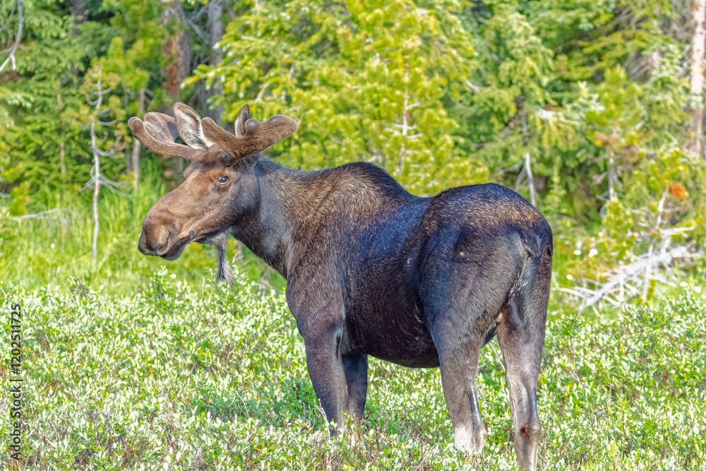 Fototapeta premium USA, Colorado, Cameron Pass. Bull moose close-up.