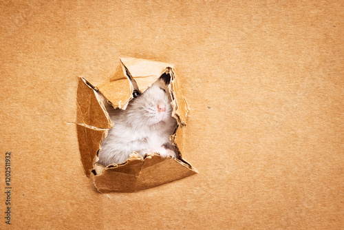 the face of a small gray hamster peeks out of the box.