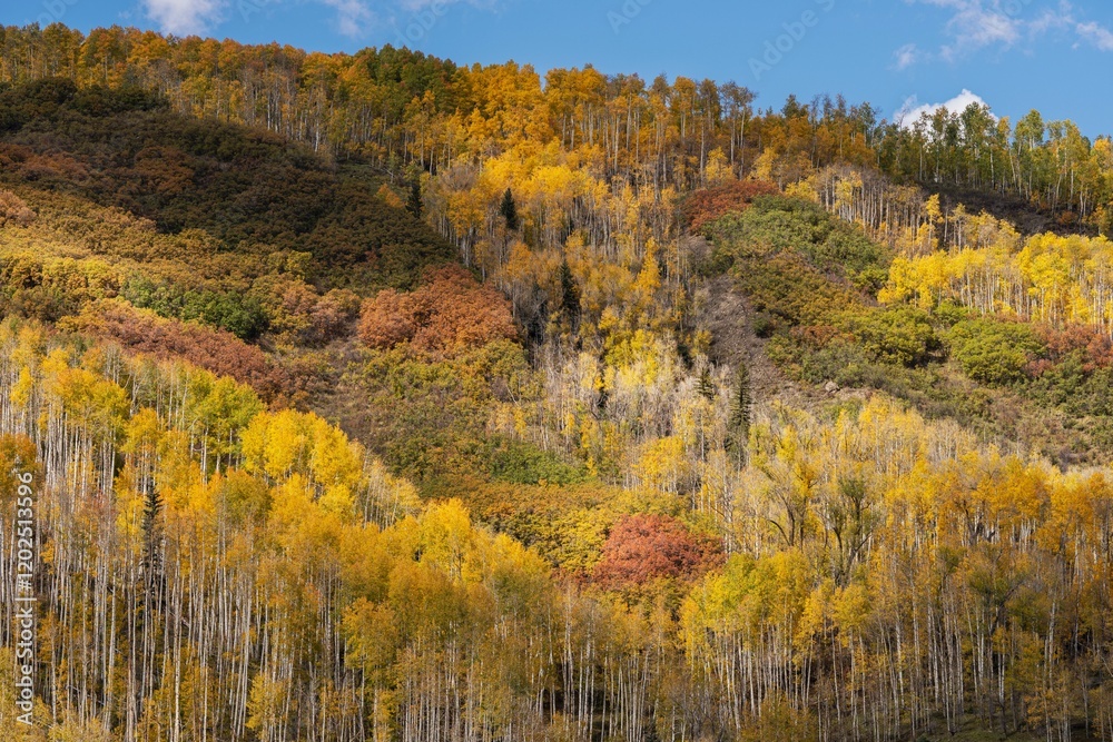 Fototapeta premium USA, Colorado, Uncompahgre National Forest. Aspens on mountainside in autumn.