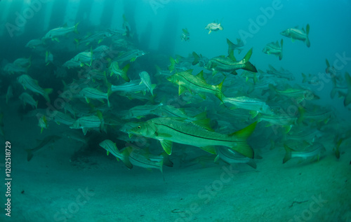 School of Snook swimming in Florida photo