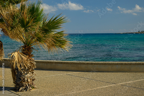 Seaside Promenade with Palm Trees and Blue Ocean