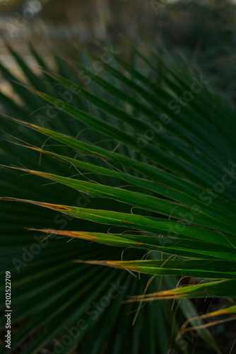 Close-up of Tropical Palm Leaf in Sunlight