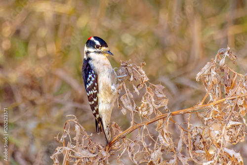 USA, Colorado, Fort Collins. Male downy woodpecker on dried foliage.