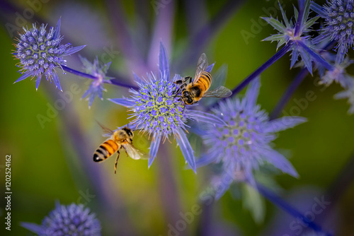 USA, Colorado, Fort Collins. Honey bees on sea holly flower.