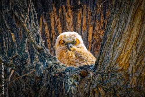 USA, Colorado, Fort Collins. Great-horned owlet in tree nest. photo