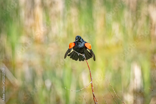 USA, Colorado, Fort Collins. Male red-winged blackbird on limb singing.