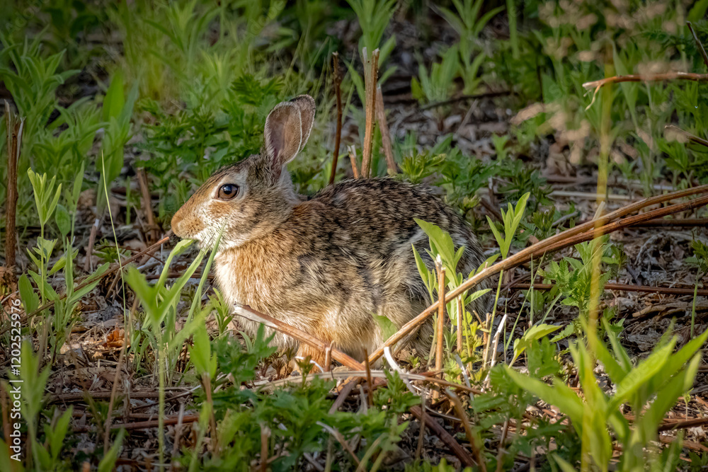 Fototapeta premium USA, Colorado, Fort Collins. Eastern cottontail rabbit.