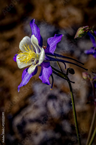 USA, Colorado, Fort Collins. Colorado columbine flower close-up. photo