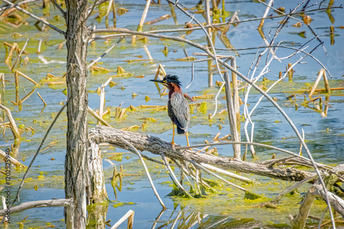 USA, Colorado, Fort Collins. Green heron on limb over water.