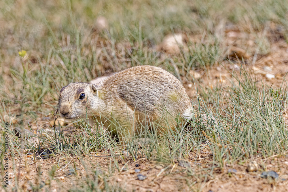 USA, Colorado, Gould. Prairie dog close-up.