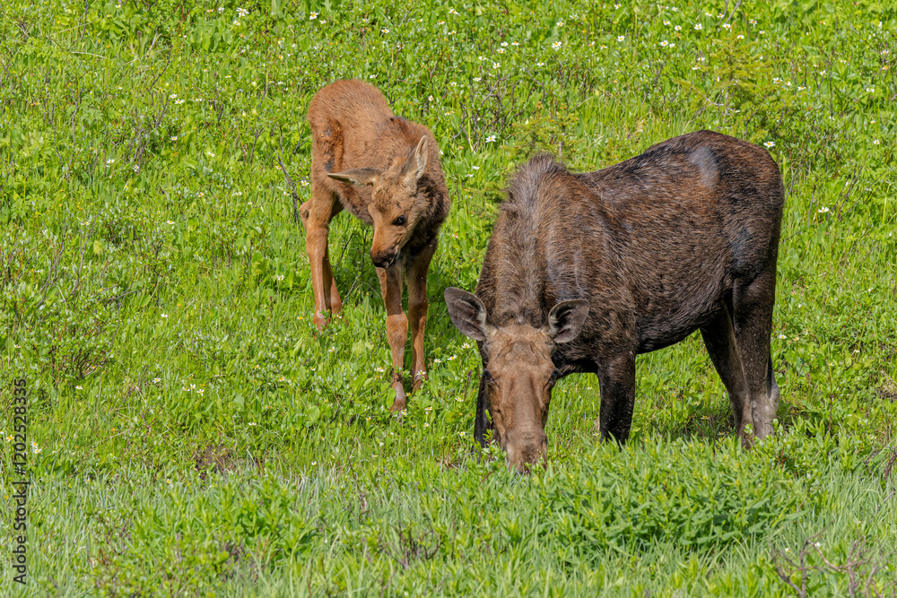 Fototapeta premium USA, Colorado, Cameron Pass. Close-up of moose mother and calf.