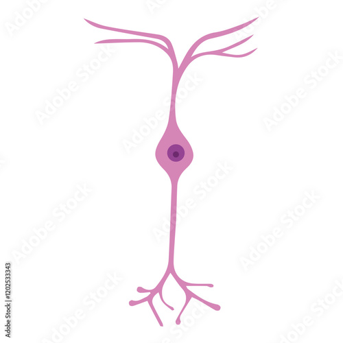 bipolar neuron colored icon