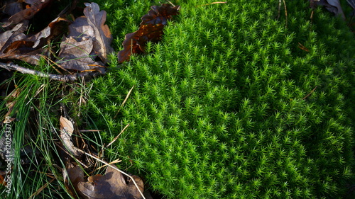 lovely dark green moss (Polytrichum juniperinum) photo