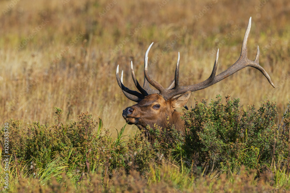 Fototapeta premium Bull elk suddenly appears at close range within a Colorado montane meadow