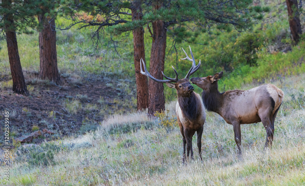 Fototapeta premium Bull elk attempting to impress curious cow elk, Colorado, USA