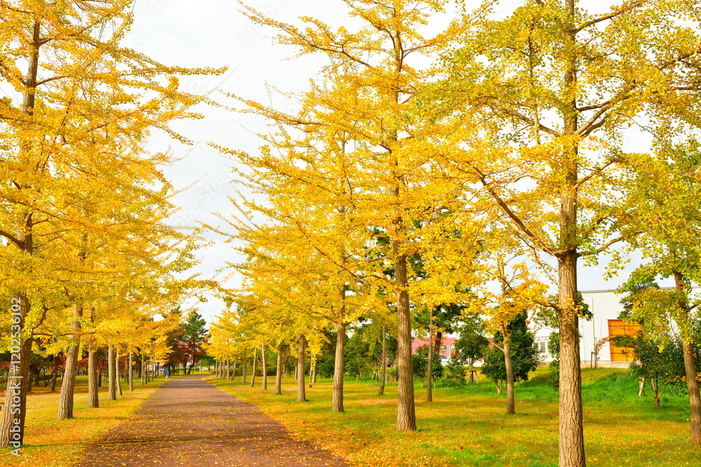 Naklejka premium 秋の島見緑地公園（新潟県）